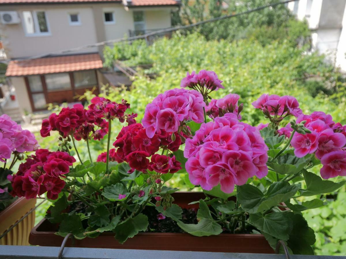 Apartments Blago Sutomore Dış mekan fotoğraf